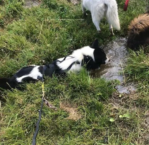 De La Marmotte - Aime 2000 Apartamento La Plagne